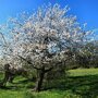 Prunus avium